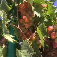 Kolonist grapes Odessa region