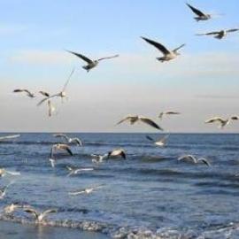 Odessa seagulls